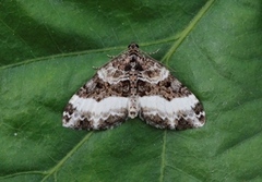 Sharp-angled Carpet (Euphyia unangulata)