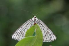 Ribbemåler (Siona lineata)