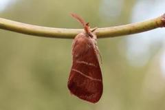 Fox Moth (Macrothylacia rubi)