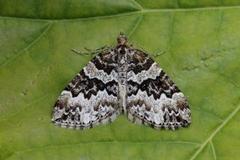 Broken-barred Carpet (Electrophaes corylata)