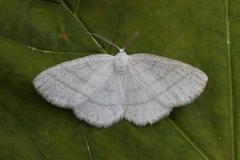 Common White Wave (Cabera pusaria)