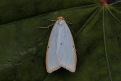 Four-dotted Footman (Cybosia mesomella)