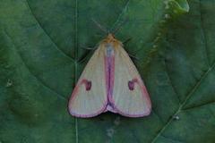 Clouded Buff (Diacrisia sannio)