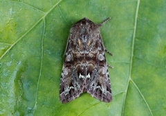 Broom Moth (Ceramica pisi)