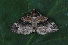 Barred Carpet (Martania taeniata)