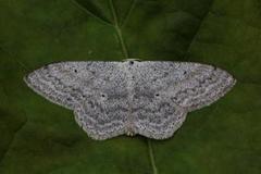 Cream Wave (Scopula incanata)