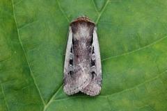Flame Shoulder (Ochropleura plecta)