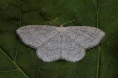 Smoky Wave (Scopula ternata)