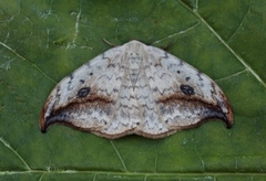 Pebble Hook-tip (Drepana falcataria)