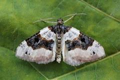 Purple Bar (Cosmorhoe ocellata)