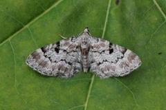 Cloaked Pug (Eupithecia abietaria)