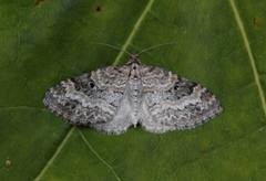 Small Seraphim (Pterapherapteryx sexalata)
