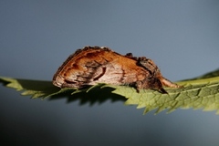 Pebble Prominent (Notodonta ziczac)