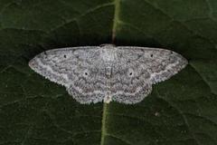Cream Wave (Scopula incanata)