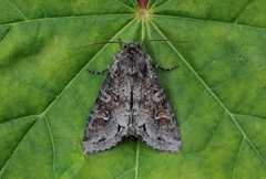 Pale Shining Brown (Polia bombycina)