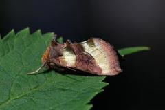 Burnished Brass (Diachrysia chrysitis)