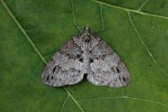 May Highflyer (Hydriomena impluviata)