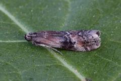 Beautiful Knot-horn (Pempelia formosa)