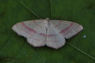 Karminmåler (Rhodostrophia vibicaria)