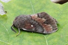 Pine Lappet (Dendrolimus pini)