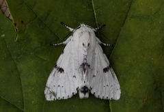 Hvitt kveldfly (Acronicta leporina)