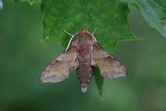 Small Elephant Hawk-moth (Deilephila porcellus)