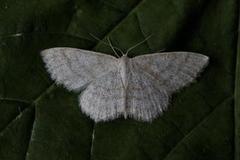 Smoky Wave (Scopula ternata)