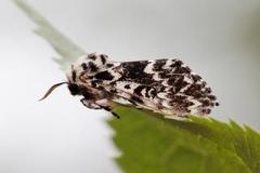 Bartremunkefly (Panthea coenobita)