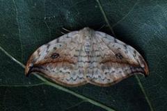 Pebble Hook-tip (Drepana falcataria)