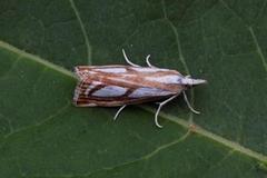 Treflekket nebbmott (Catoptria permutatella)