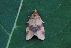 Brown-barred Tortrix (Epagoge grotiana)