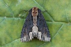 Bird's Wing (Dypterygia scabriuscula)