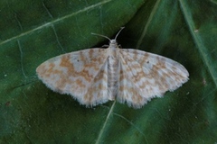 Small Yellow Wave (Hydrelia flammeolaria)