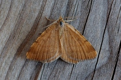 Brun buemåler (Macaria brunneata)