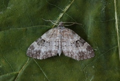 Small Seraphim (Pterapherapteryx sexalata)
