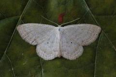 Punktengmåler (Idaea sylvestraria)