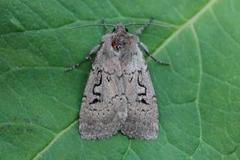 Double Dart (Graphiphora augur)