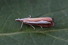 Pearl-band Grass Veneer (Catoptria margaritella)