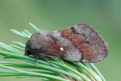 Pine Lappet (Dendrolimus pini)