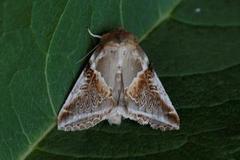 Buff Arches (Habrosyne pyritoides)