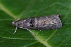 Birch Knot-horn (Ortholepis betulae)