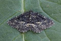 Waved Black (Parascotia fuliginaria)