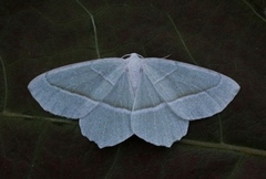 Light Emerald (Campaea margaritaria)