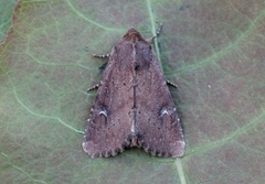 Teglrødt engfly (Apamea lateritia)