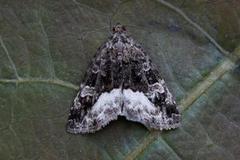 Marbled White Spot (Deltote pygarga)