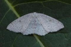 Bjørkeløvmåler (Cyclophora albipunctata)