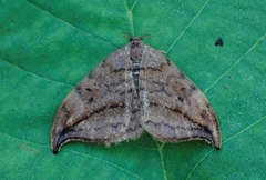 Dusky Hook-tip (Drepana curvatula)