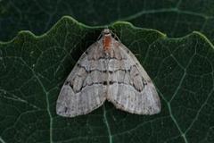 Chestnut-coloured Carpet (Thera cognata)