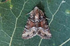 Marbled Minor (Oligia strigilis)