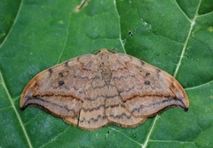 Dusky Hook-tip (Drepana curvatula)